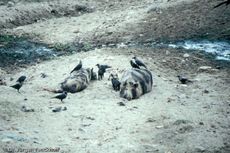 Nepal (52 von 124).jpg